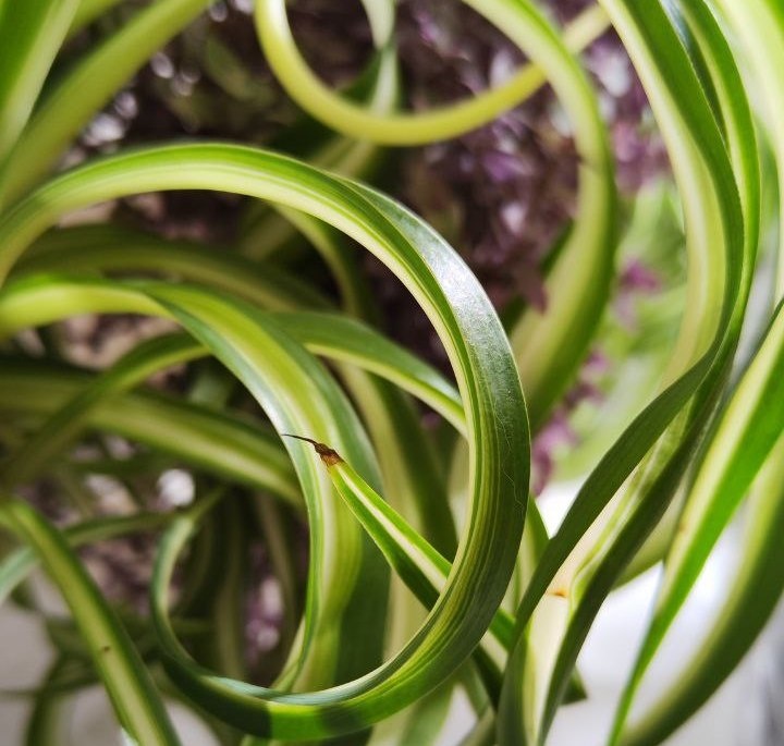 Сухой кончик листика на Хлорофитум Бони