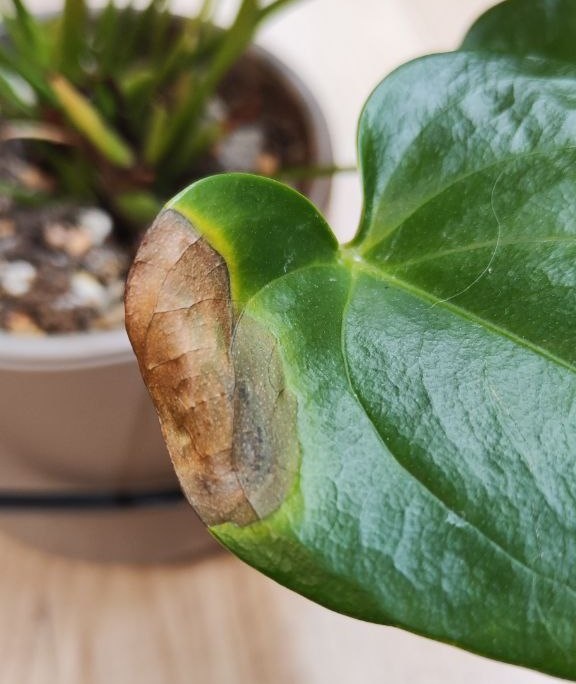 Темное пятно - признак гнили