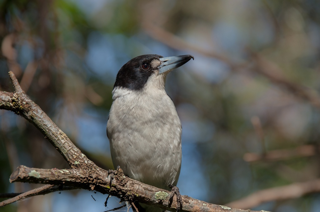 Сероспинная флейтовая птица, фото (как и следующие) из домашнего архива