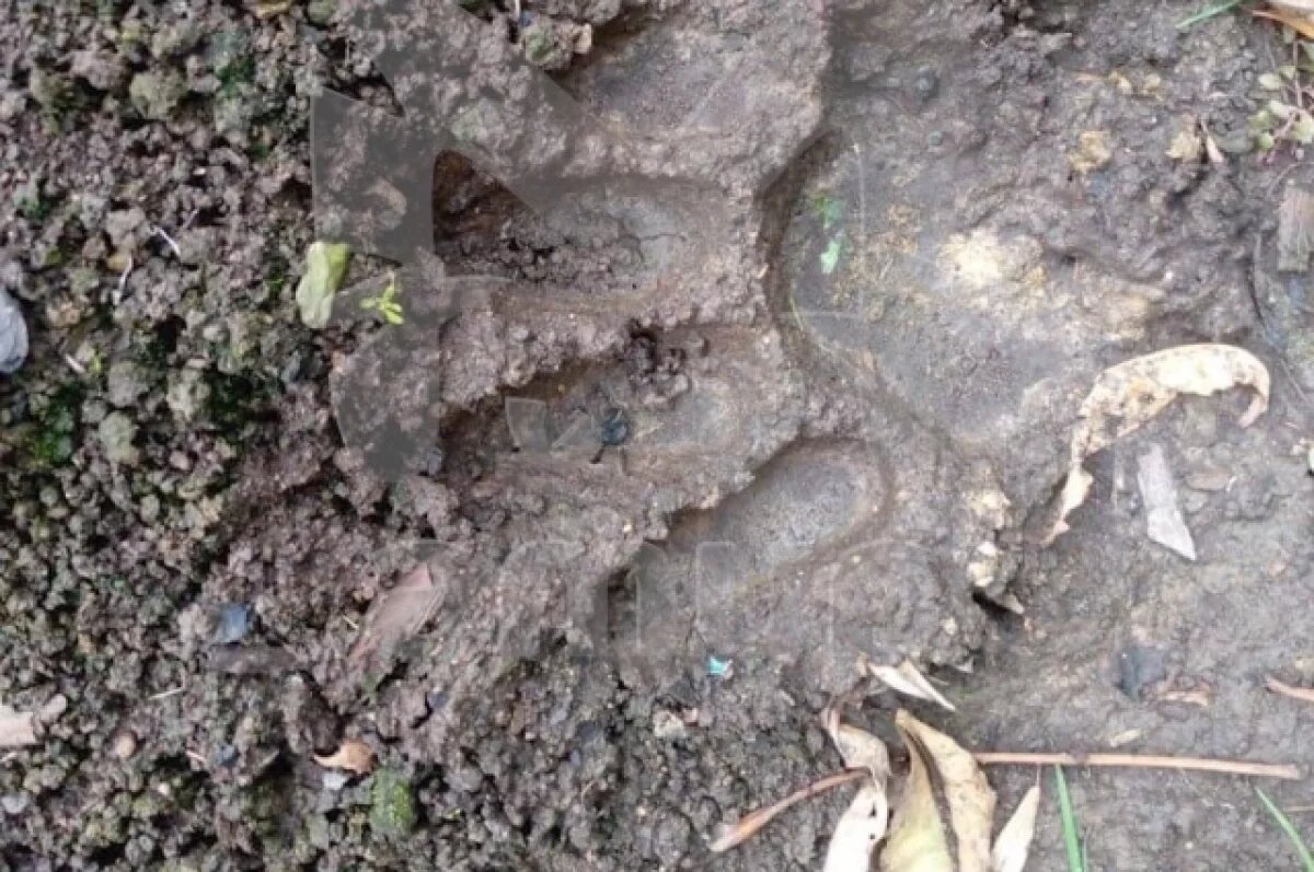    Медведь снова атаковал человека в Приморье: на помощь пришёл товарищ