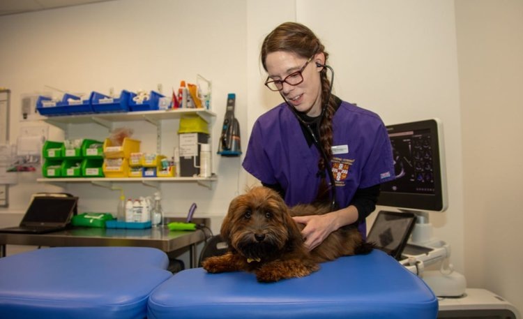    Человеческие сердца помогли в создании новаторской диагностики с ИИ для собак