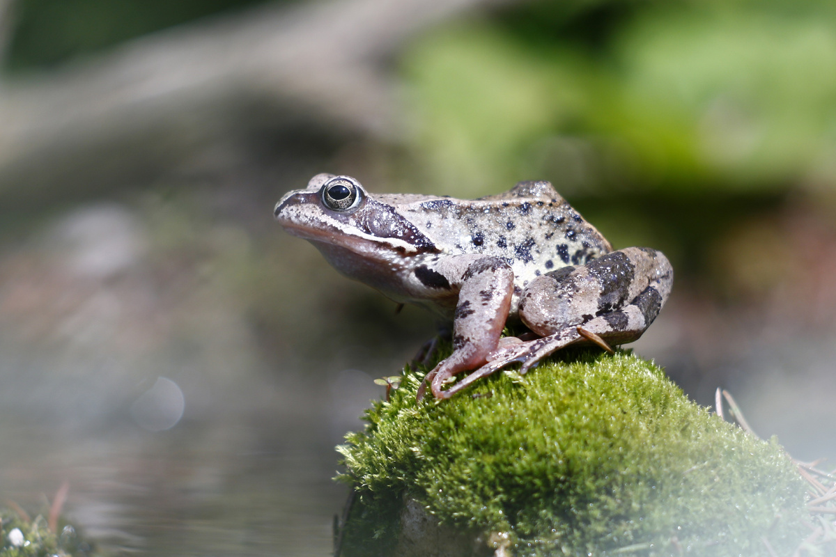 Травяная лягушка