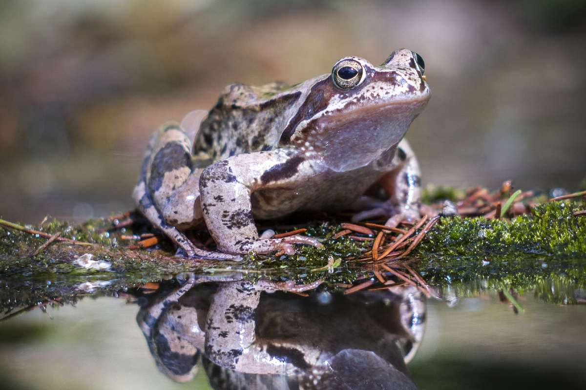 Травяная лягушка