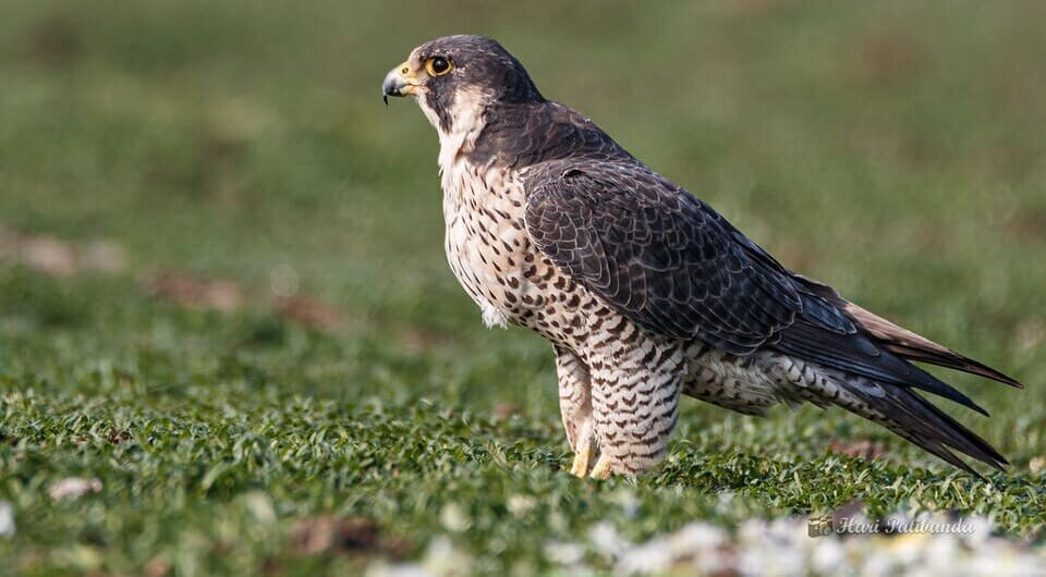   Hari K Patibanda / Flickr / CC BY 2.0