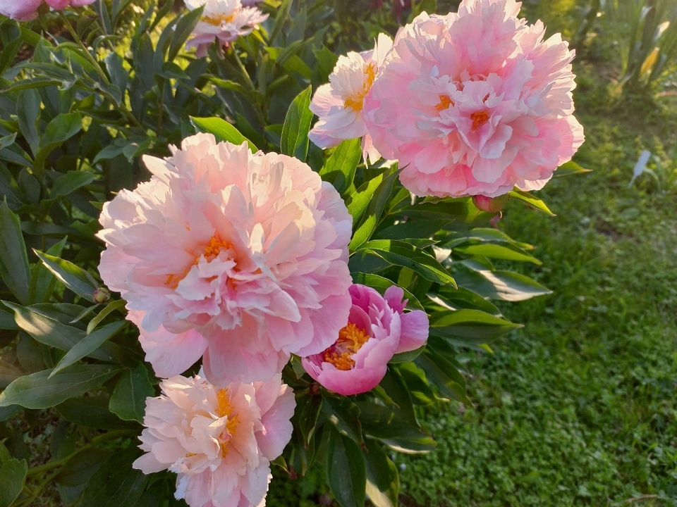 Пион сорт Анастасия