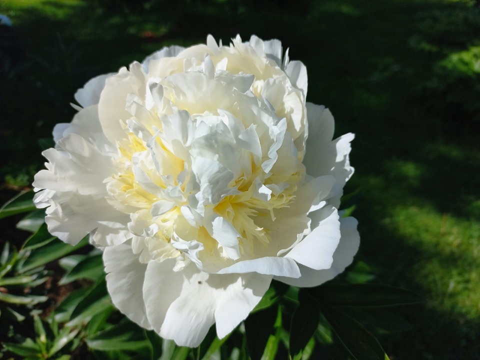 Айвори Виктори