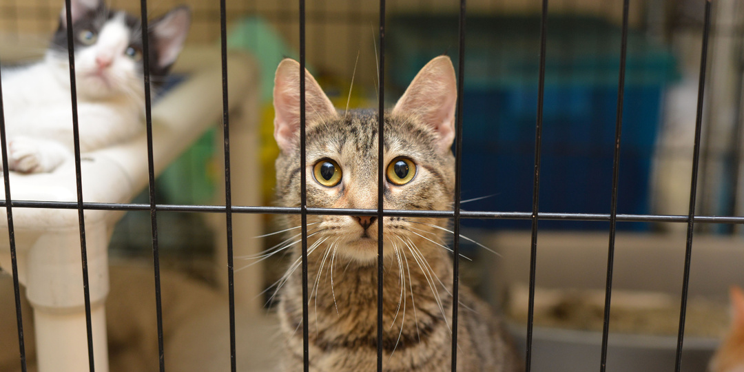 Помощь хвостатым в наших руках: приюты, волонтерство и защита