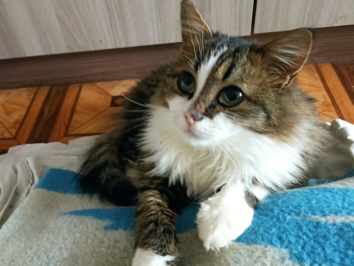 Самый нежный и ласковый котик не отставал от своих брутальных товарищей. Смело шел за ними по лесу, также ловко поймал удачу за хвост. Теперь он тоже домашний.