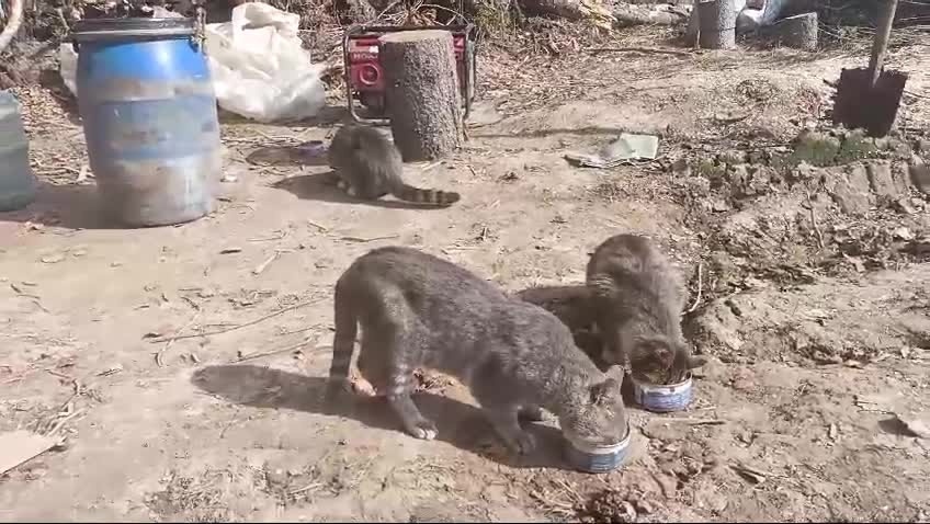 Три кота вышли из глухой тайги к вахтовикам