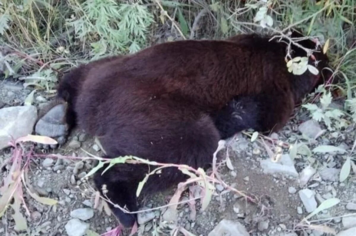    В Приморском крае рыбак попал в реанимацию, случайно наступив на медведя