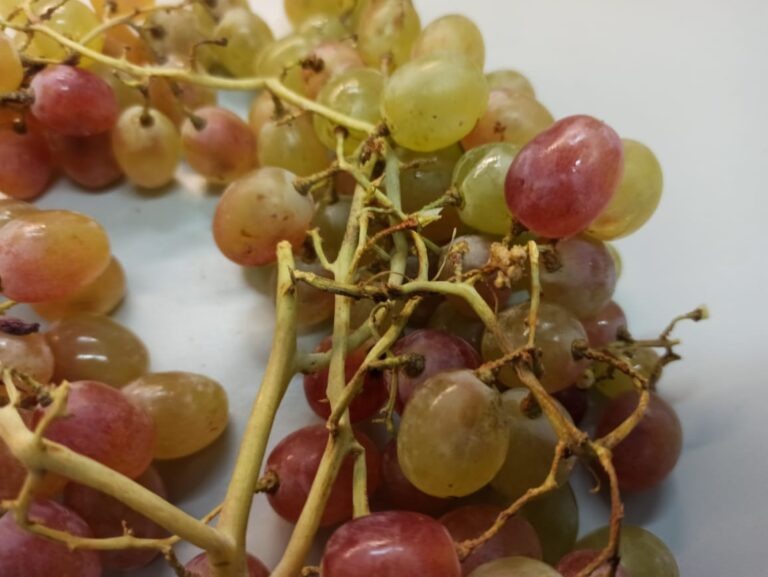    В Оренбуржье не пропустили 20 тонн винограда с повиликой Оренбуржье