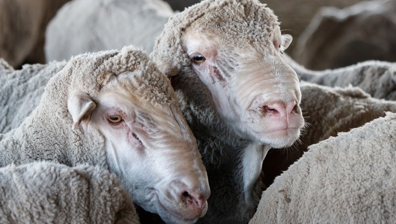      Фото: ИА «Победа26»