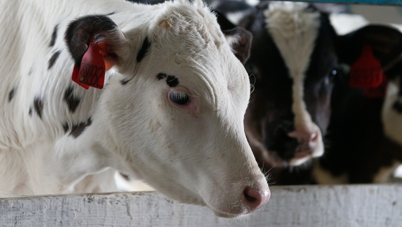    От владельцев животных потребовали поставить их на учёт в госветслужбе Фото: ИА «Победа26»