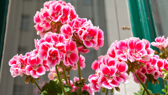    Как заставить герань распуститься: главные правила ухода для пышного и долгого цветения Татьяна Сидорова