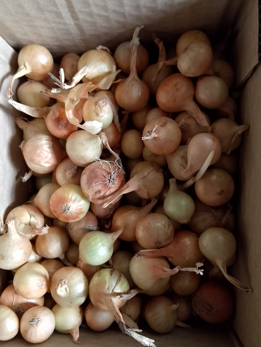 Лук севок штутгартер ризен