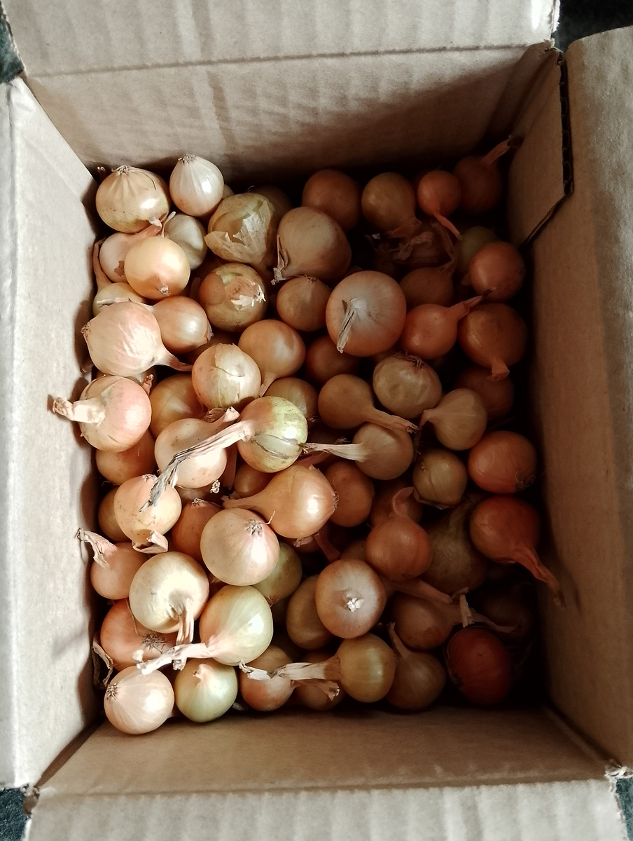 Лук севок штутгартер ризен