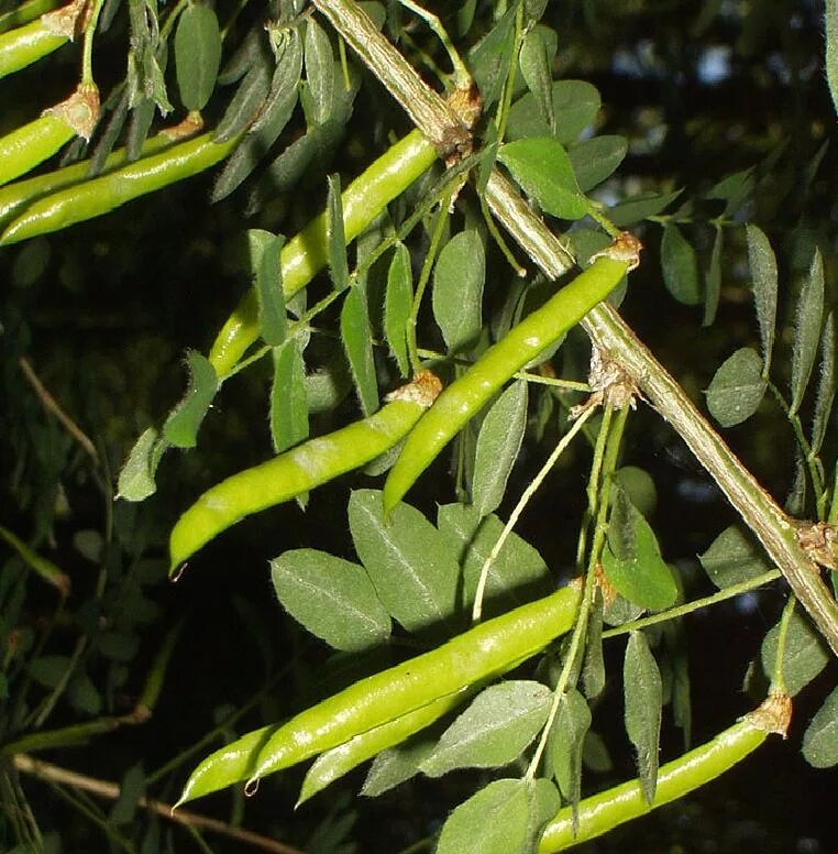 Свистульки нашего детства. Фото из открытого источника в интернете.