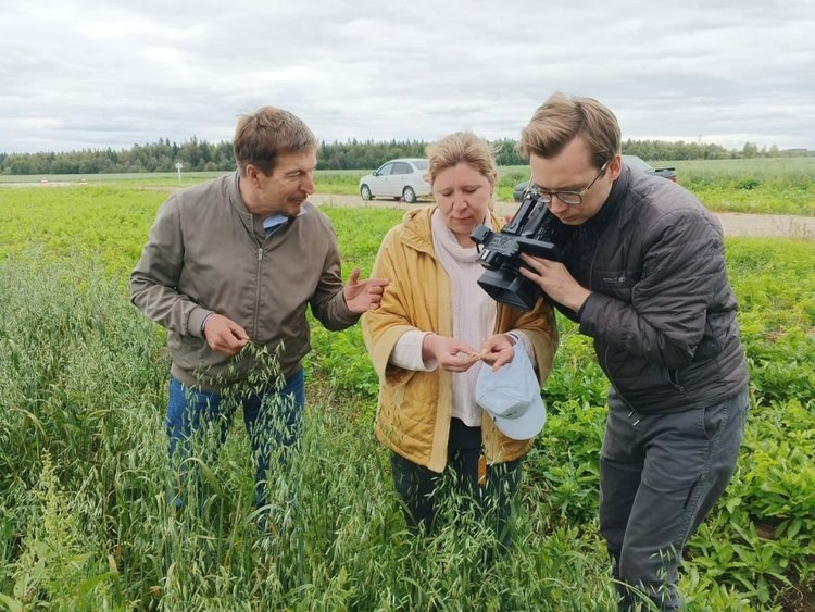    Выживут только смелые, или шесть главных выводов из заготовки кормов-2024