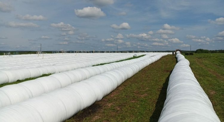     Выживут только смелые, или шесть главных выводов из заготовки кормов-2024
