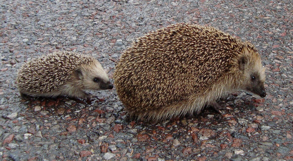   Calle Eklund/V-wolf / Wikimedia Commons / CC BY-SA 3.0