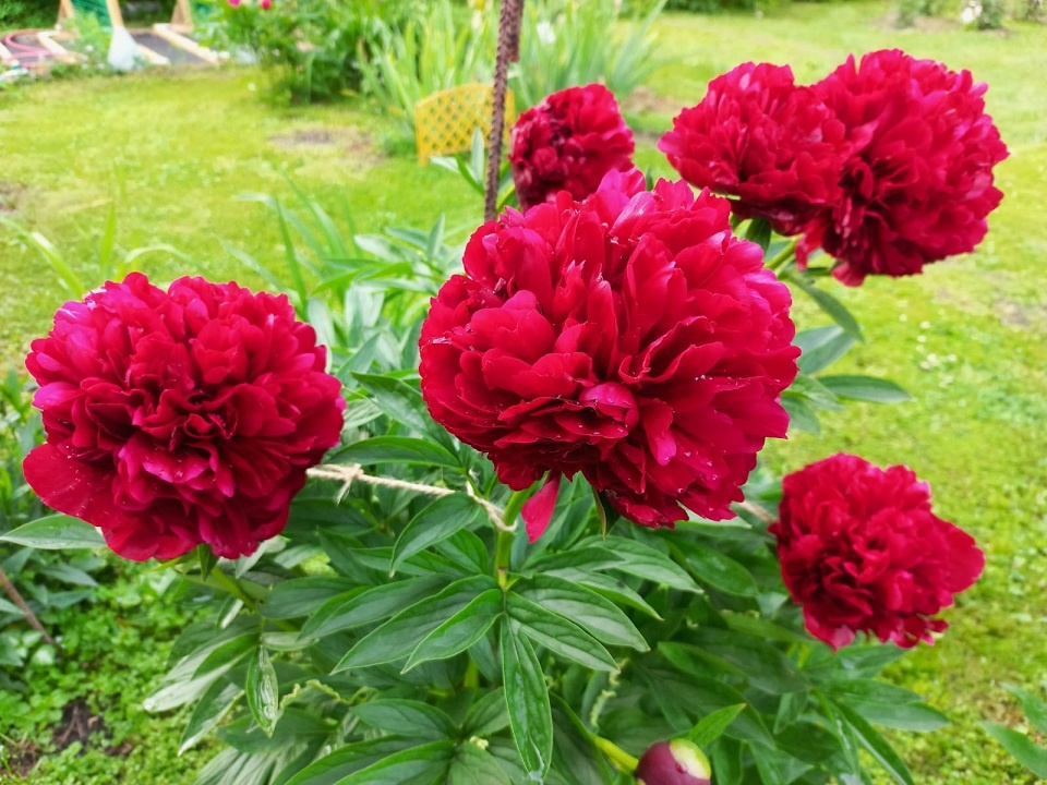 Реэ Грейс. Растет за сосной.