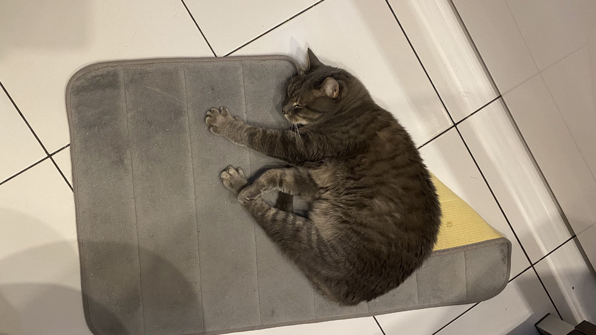 Дневной сон на мягком коврике