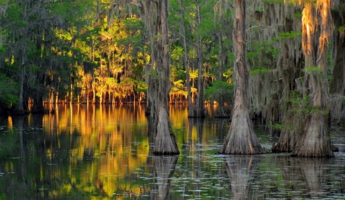 Фото озера Каддо на границе штатов Техас и Луизианна