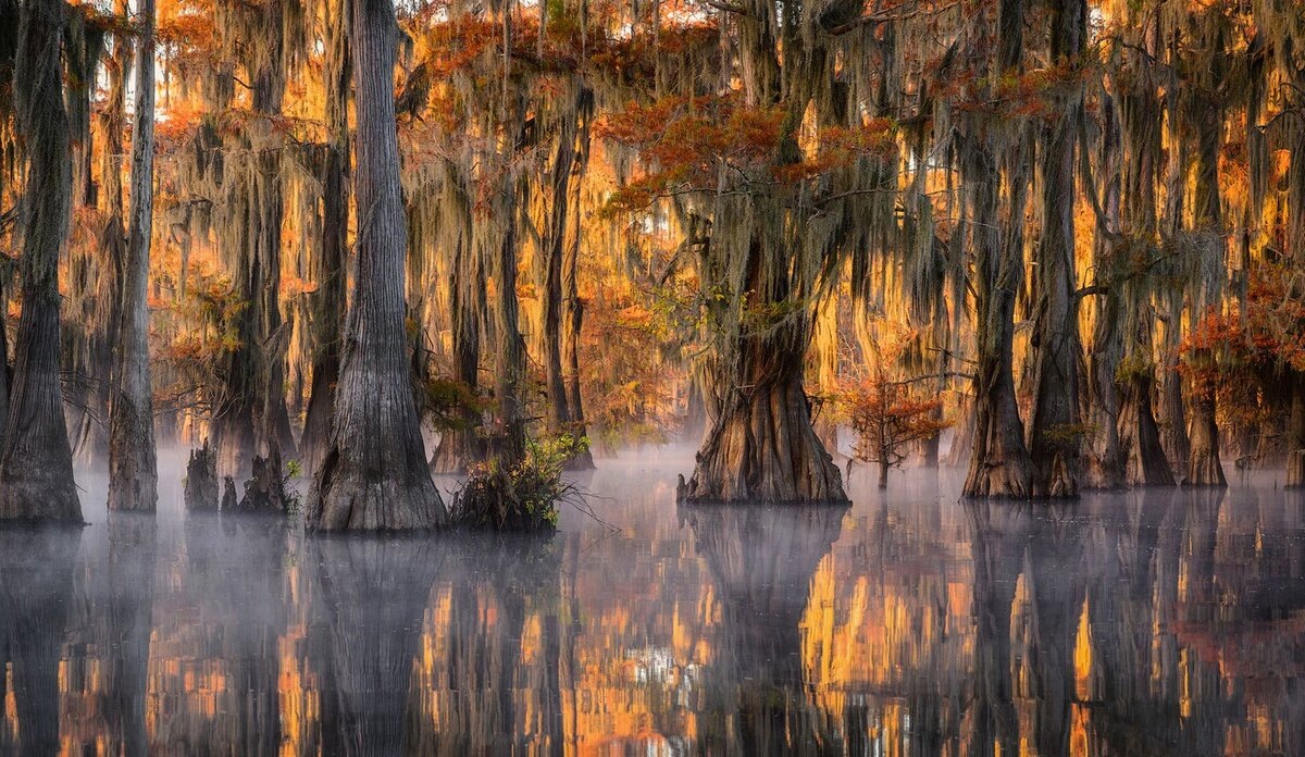 Фото озера Каддо на границе штатов Техас и Луизианна