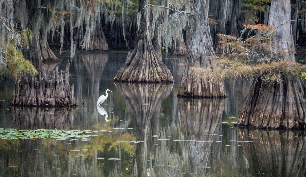 Фото озера Каддо на границе штатов Техас и Луизианна