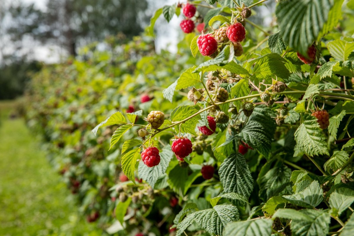 Фото: botanichka.ru