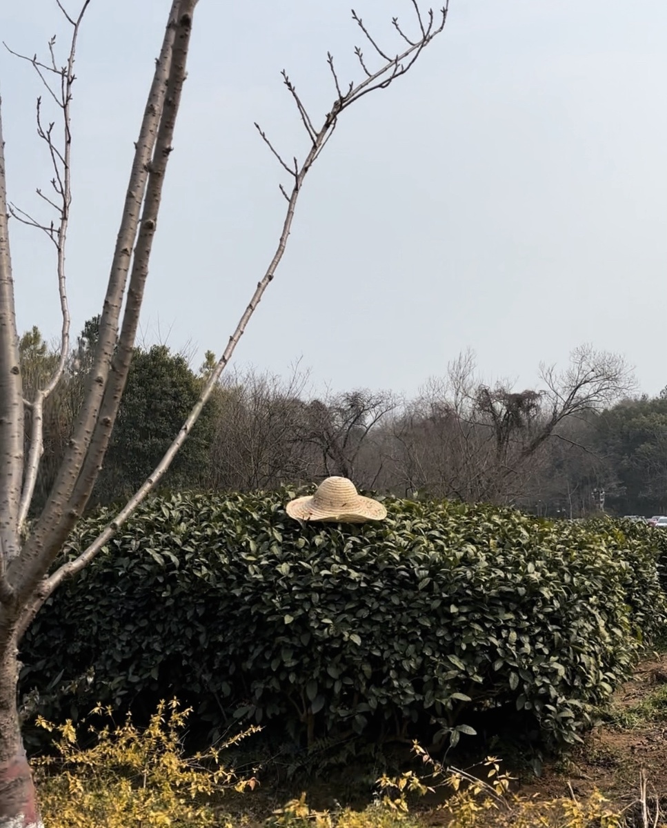 Частная плантация в провинции Чжэцзян