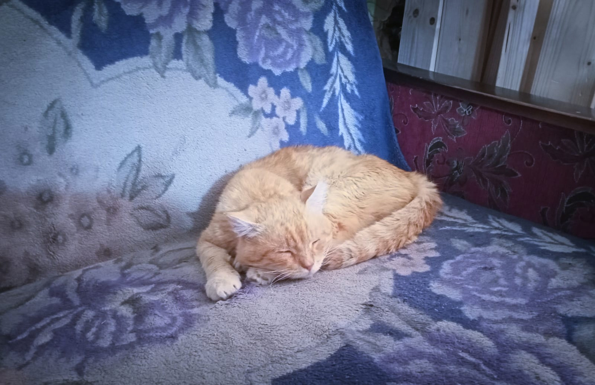 Барсик: - Какой удобный диван...