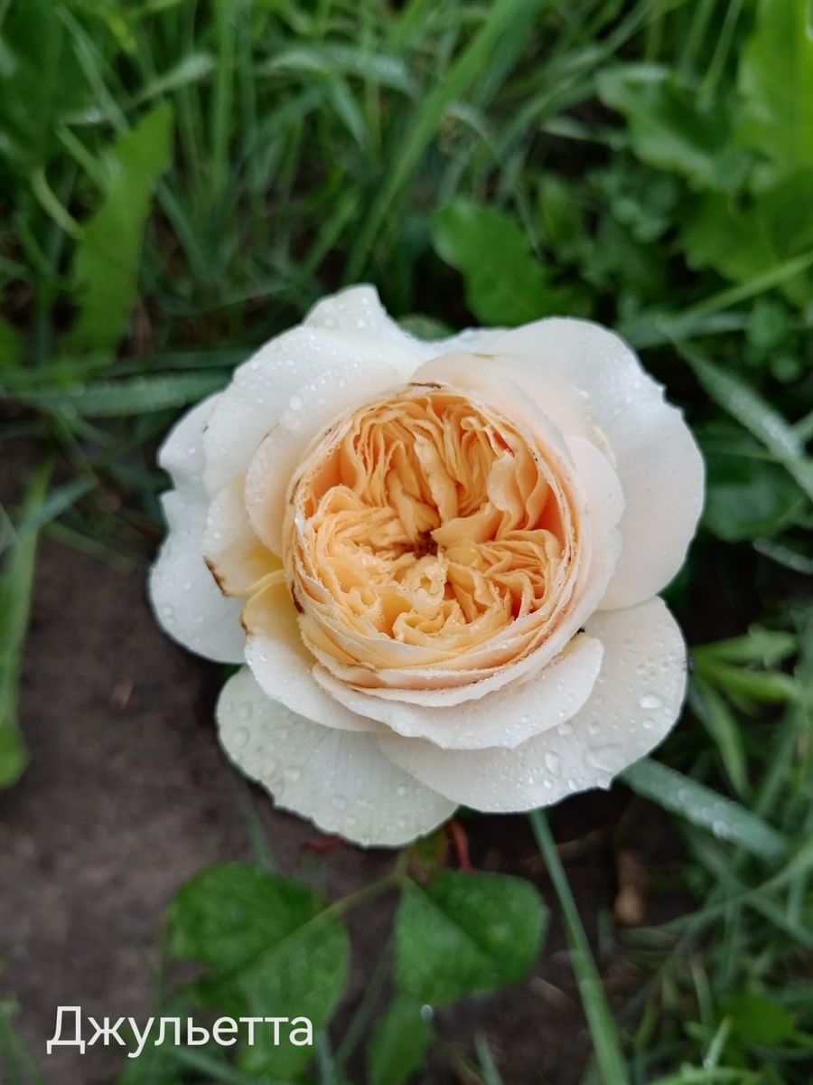 начало июля