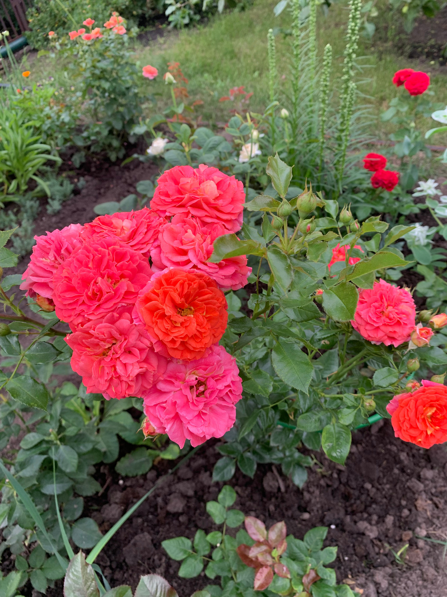 роза Братья Гримм, все фото автора.