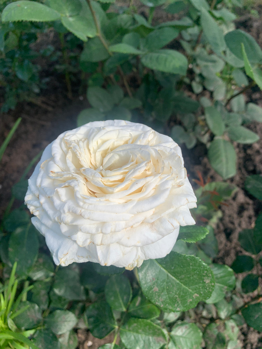 1.роза Ломоносов все фото автора