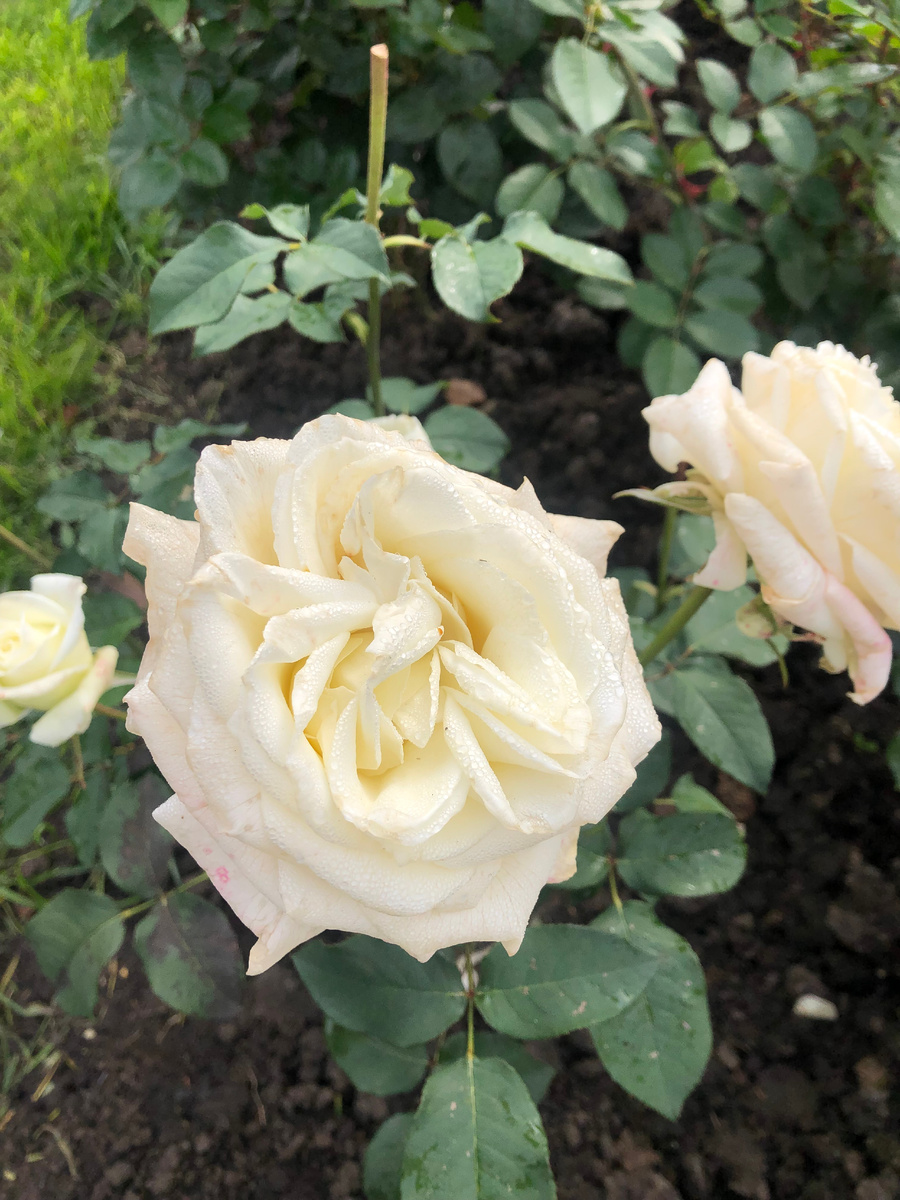 2. роза Ломоносов