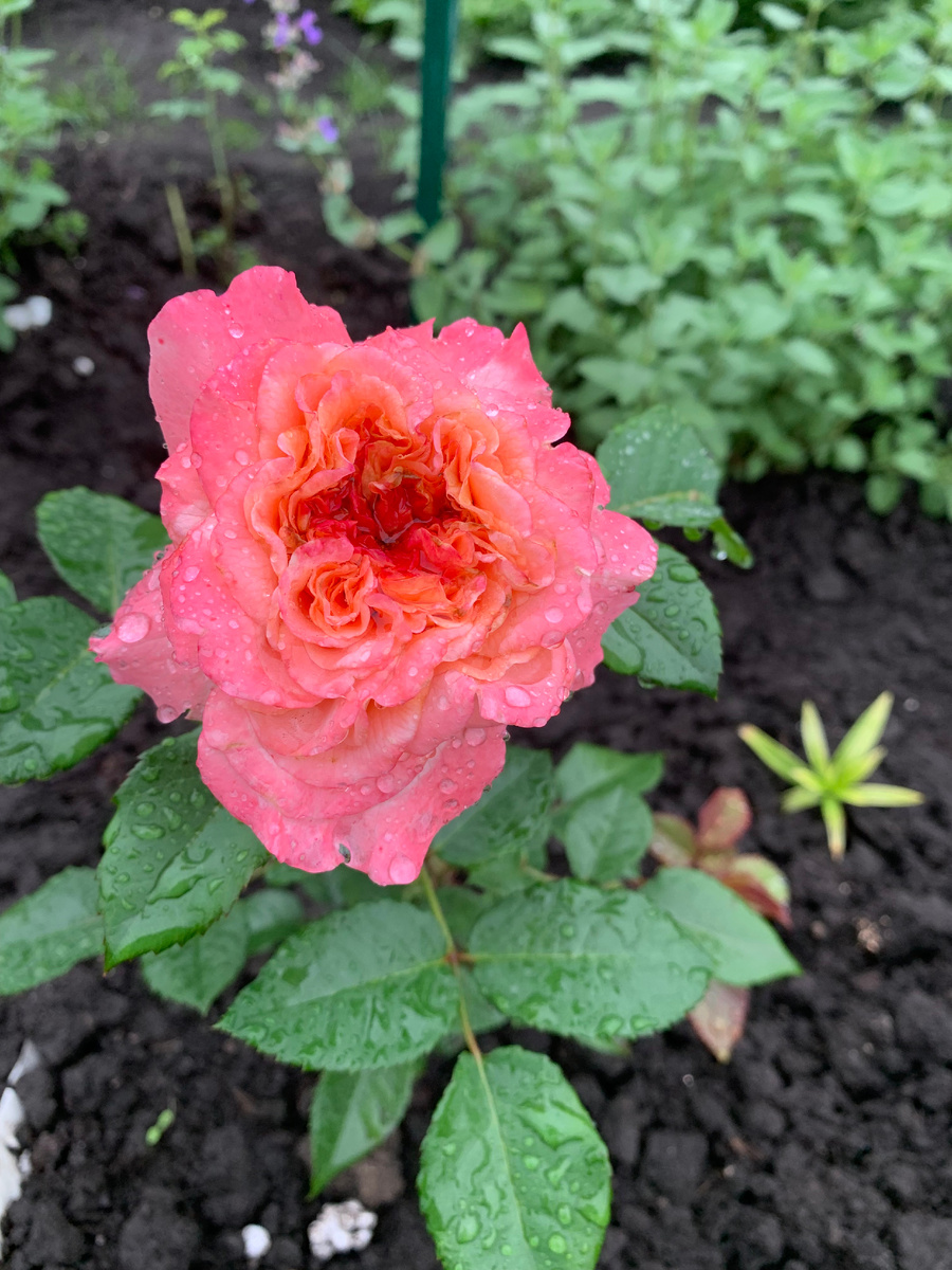 10.07.Первый цветок розы Августа Луиза. Все фото автора