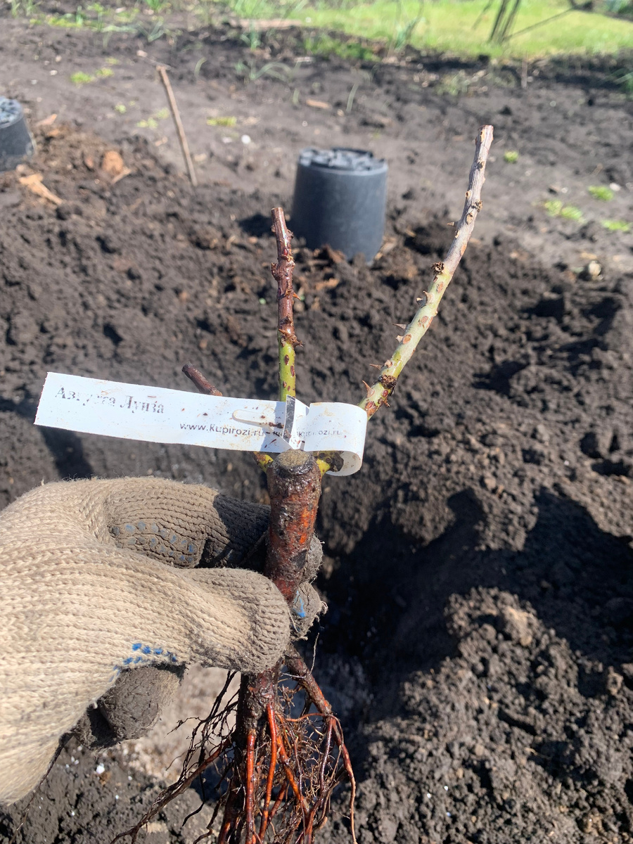 саженец розы Августа Луиза