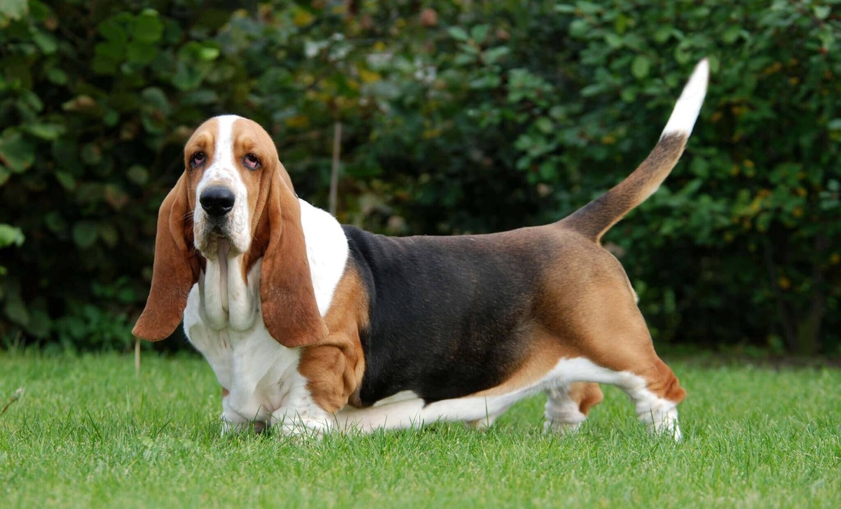 Бассет-хаунд