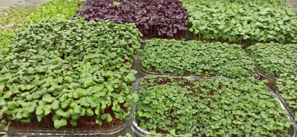 Микрозелень 