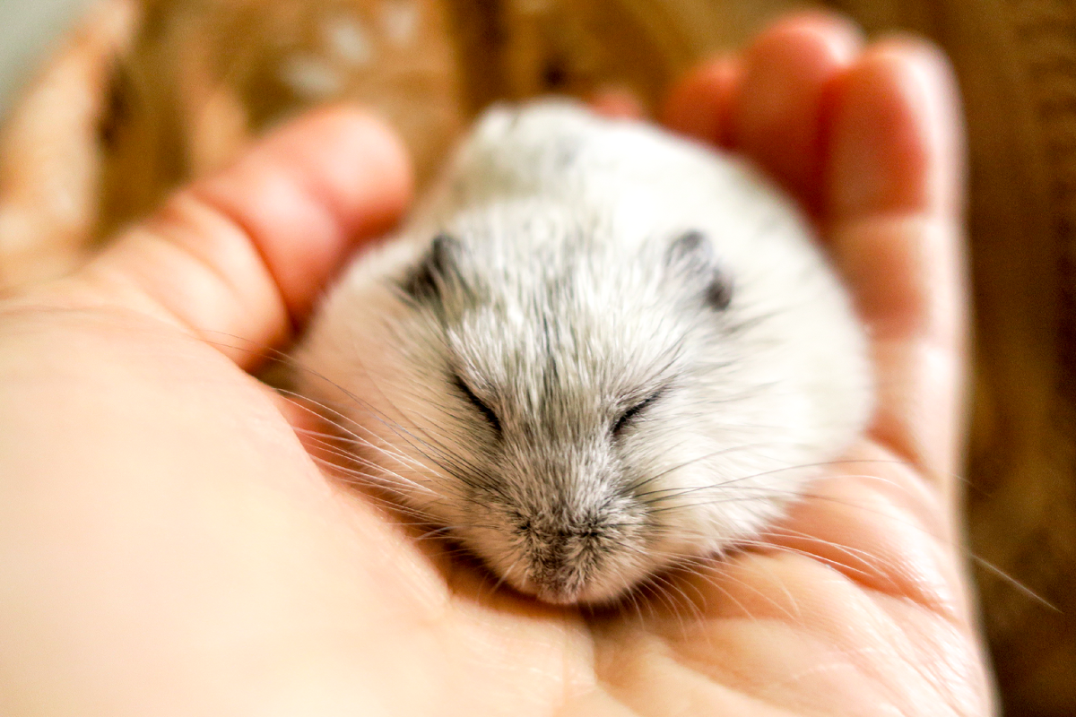 хомяку худеть не надо) это мой Хомыч на моей ладохе