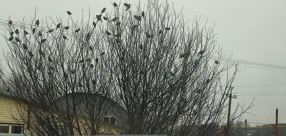 Воробьиная стая на соседской вишне