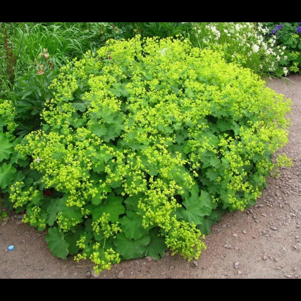 фото из свободного доступа.