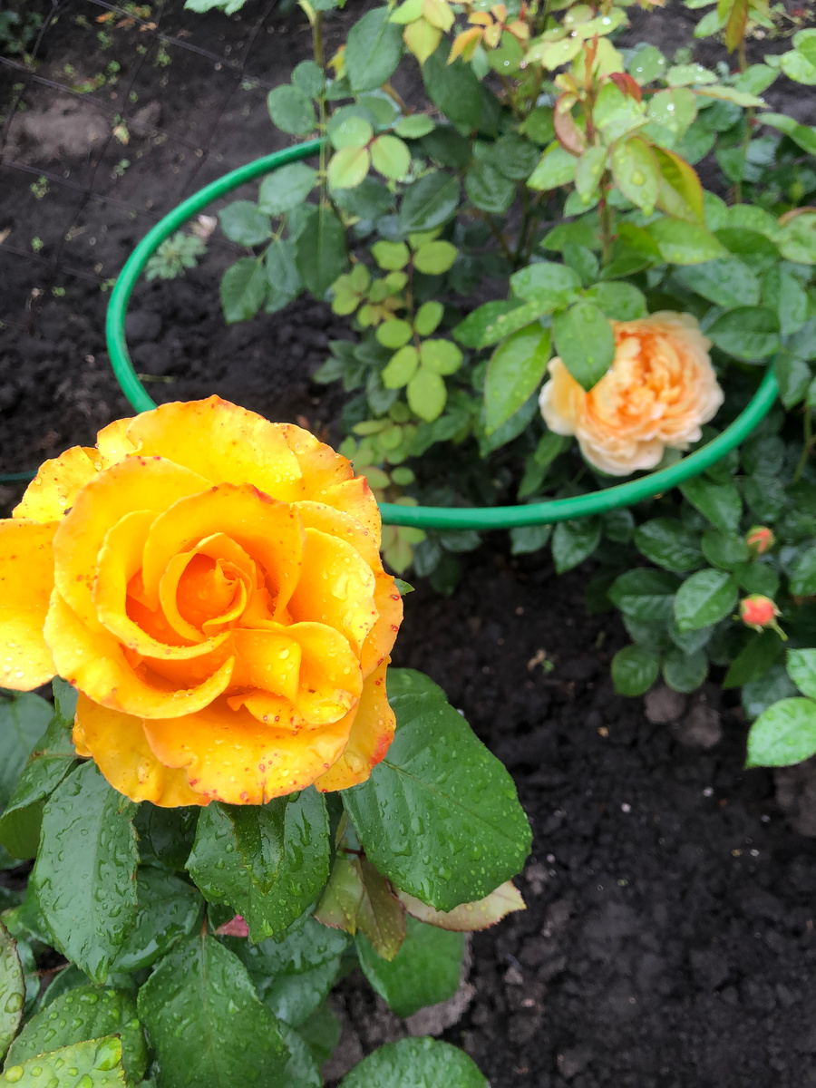 роза Керио, все фото автора