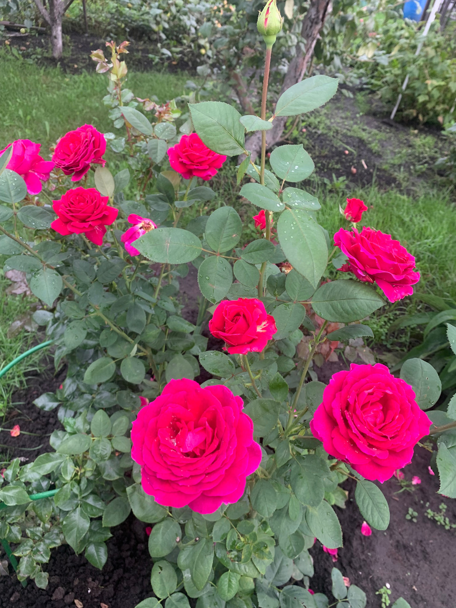 роза Веласкес