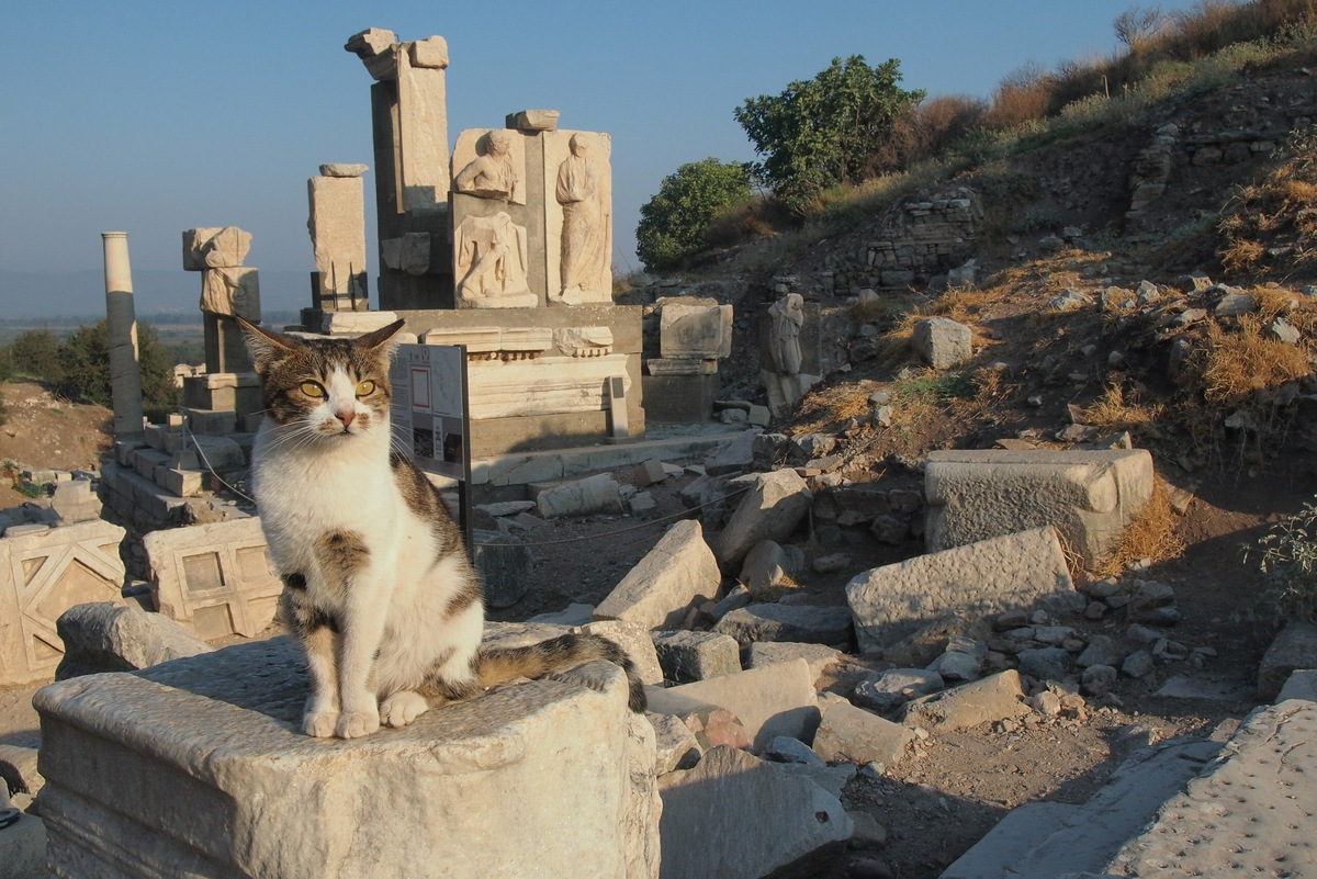 Кошки чувствуют себя вольготно, не боятся людей и собак. За отпуск можно сделать десятки фотографий турецких котов на фоне достопримечательностей. Фото: Елена К. / Яндекс Карты