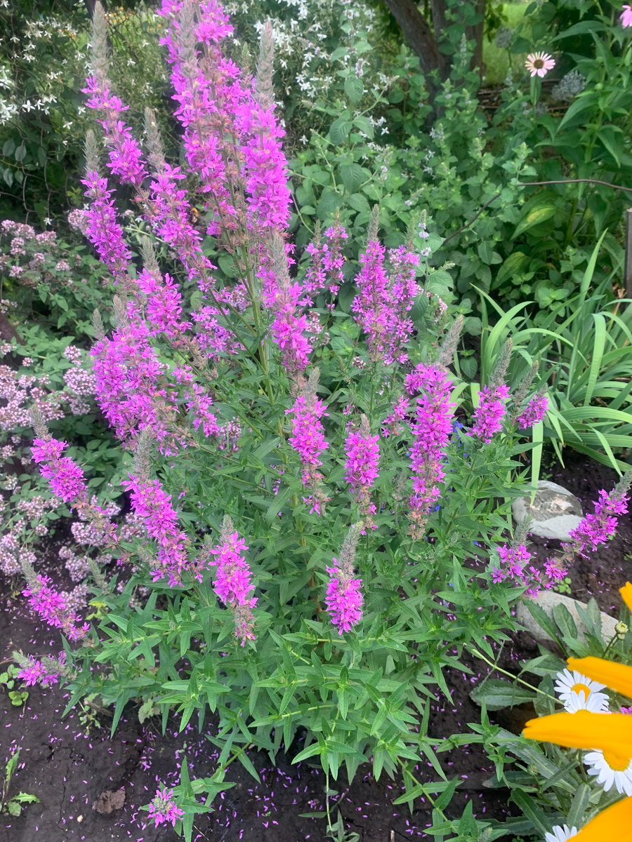 Дербенник сорт Розовый жемчуг.Фото автора.