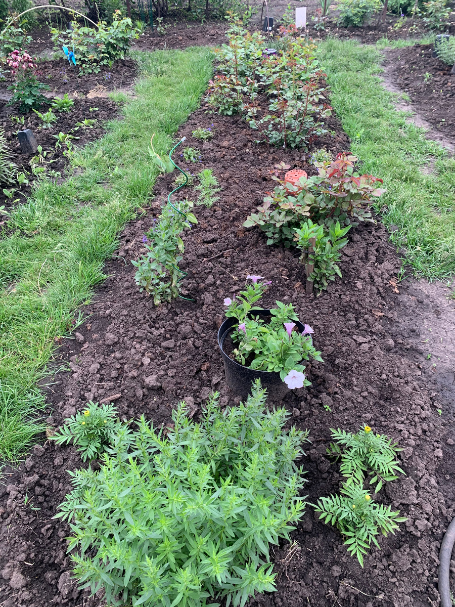 11.06 Розарий "Утренний"