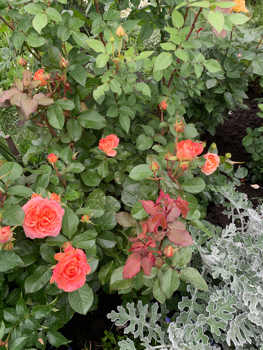 роза Вивьен Вествуд, все фото автора.