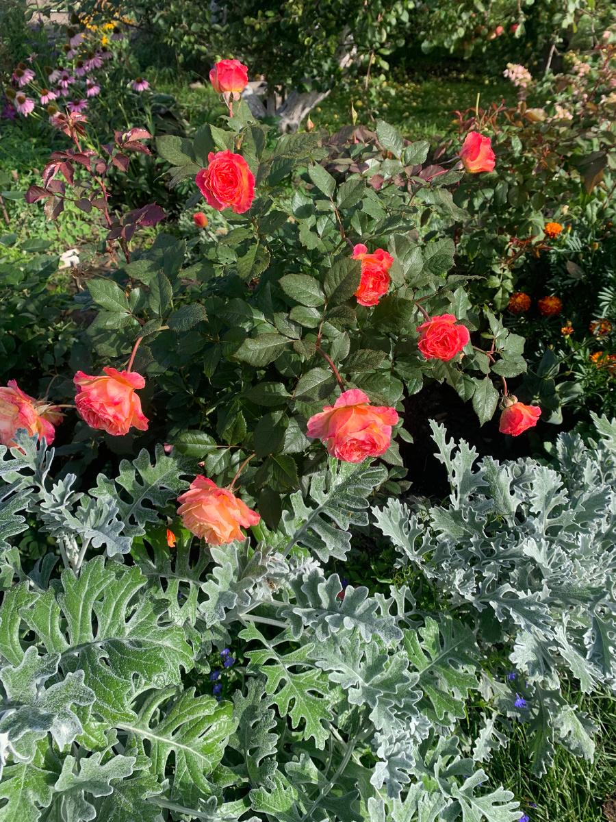 роза Гартеншпас